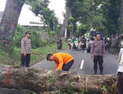 Pohon Tumbang di Jalan Bengawan Solo Sukorejo Kota Blitar Sempat Membuat Arus Lalu Lintas Tersendat