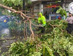 Akibat Cuaca Ekstrem, Sebuah Pohon Besar di Jalan Merdeka Kota Blitar Tumbang