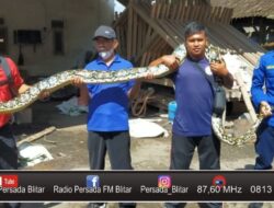 Damkar Evakuasi Ular Piton di Kandang Ternak Milik Warga Ponggok