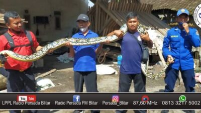 Damkar Evakuasi Ular Piton di Kandang Ternak Milik Warga Ponggok
