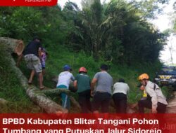 BPBD Kabupaten Blitar Tangani Pohon Tumbang yang Putuskan Jalur Sidorejo Menuju Resapombo