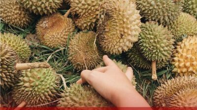 Festival Durian Sumberasri 2023, Panitia Siapkan Stok Durian untuk Tiga Hari