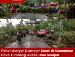 Pohon dengan Diameter 80cm di Kecamatan Doko Tumbang, Akses Jalan Sempat Terputus