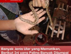 Banyak Jenis Ular yang Mematikan, Berikut Ini yang Paling Banyak Dijumpai di Blitar!