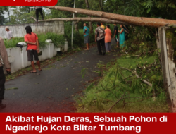 Akibat Hujan Deras, Sebuah Pohon di Ngadirejo Kota Blitar Tumbang