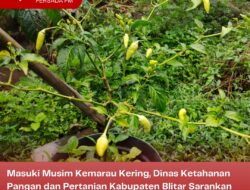 Masuki Musim Kemarau Kering, Dinas Ketahanan Pangan dan Pertanian Kabupaten Blitar Sarankan Wilayah Utara Blitar Tanam Cabai
