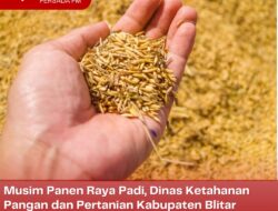 Musim Panen Raya Padi, Dinas Ketahanan Pangan dan Pertanian Kabupaten Blitar Minta Petani Simpan Padi