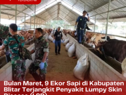 Bulan Maret, Tercatat 9 Ekor Sapi di Kabupaten Blitar Terjangkit Penyakit Lumpy Skin Disease (LSD)