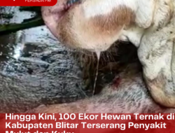 Hingga Kini, Tercatat 100 Ekor Hewan Ternak di Kabupaten Blitar Terserang Penyakit Mulut dan Kuku