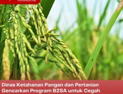 Dinas Ketahanan Pangan dan Pertanian Gencarkan Program B2SA untuk Cegah Stunting, Munculkan Inovasi Padi Inpari Nutrisi