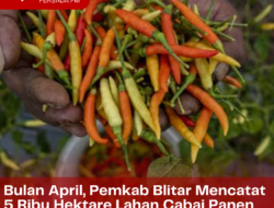 Bulan April, Pemkab Blitar Mencatat 5 Ribu Hektare Lahan Cabai Panen Raya