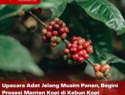 Upacara Adat Jelang Musim Panen, Begini Prosesi Manten Kopi di Kebun Kopi Karanganyar