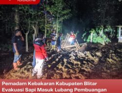 Pemadam Kebakaran Kabupaten Blitar Evakuasi Sapi Masuk Lubang Pembuangan Kotoran, Penyelamatan Berhasil Setelah 3 Jam