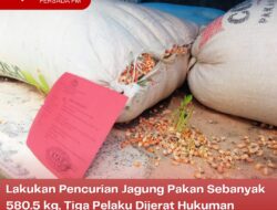 Lakukan Pencurian Jagung Pakan Sebanyak 580.5 kg, Tiga Pelaku Dijerat Hukuman Maksimal 7 Tahun Penjara