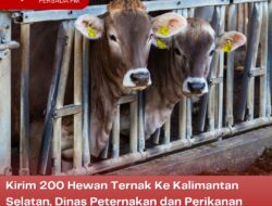 Kirim 200 Hewan Ternak Ke Kalimantan Selatan, Dinas Peternakan dan Perikanan Kabupaten Blitar Lakukan Uji Kesehatan
