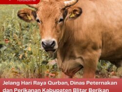 Jelang Hari Raya Qurban, Dinas Peternakan dan Perikanan Kabupaten Blitar Berikan Layanan Rumah Potong Hewan (RPH) Gratis