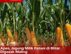 Apes, Jagung Milik Petani di Blitar Digasak Maling