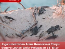 Jaga Kelestarian Alam, Konservasi Penyu Segoro Lestari Gelar Pelepasan 53 Ekor Tukik di Pantai Serang