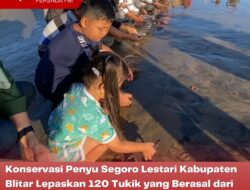 Konservasi Penyu Segoro Lestari Kabupaten Blitar Lepaskan 120 Tukik yang Berasal dari Dua Induk Penyu di Pantai Serang