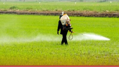 Waspada Dampak Penggunaan Herbisida, Petani Blitar Jelaskan Potensi Bahaya yang Ditimbulkan