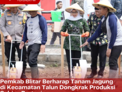 Pemkab Blitar Berharap Tanam Jagung di Kecamatan Talun Dongkrak Produksi Sektor Pertanian
