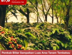 Pemkab Blitar Sampaikan Luas Area Tanam Tembakau dan Kopi Mencapai Ratusan Hektare