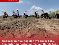 Tingkatkan Kualitas dan Produksi Tebu, Kementerian Pertanian Tanam Benih Tebu Jenis Pringo 1201 Di Kabupaten Blitar
