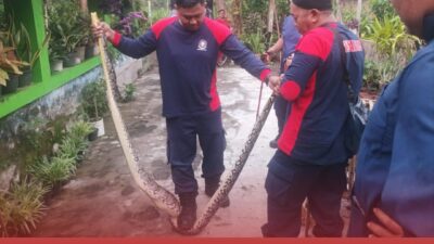 TIM RESCUE DAMKAR KABUPATEN BLITAR EVAKUASI ULAR PHYTON SEPANJANG 3 METER DI KANDANG AYAM