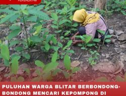 PULUHAN WARGA BLITAR BERBONDONG-BONDONG MENCARI KEPOMPONG DI HUTAN JATI