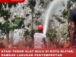 ATASI TEROR ULAT BULU DI KOTA BLITAR, DAMKAR LAKUKAN PENYEMPROTAN PESTISIDA DI KEBUN JATI