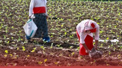 JUMLAH PENERIMA PUPUK NPK DAN UREA BERSUBSIDI DI KOTA BLITAR TAHUN 2024 SEBANYAK 2.265 PETANI, MENURUN DARI TAHUN SEBELUMNYA