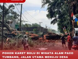 POHON KARET BOLU DI WISATA ALAM PACO TUMBANG, JALAN UTAMA MENUJU DESA CANDISEWU LUMPUH TOTAL