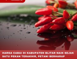 HARGA CABAI DI KABUPATEN BLITAR NAIK SEJAK SATU PEKAN TERAKHIR, PETANI BERHARAP HARGA TINGGI HINGGA MUSIM PANEN