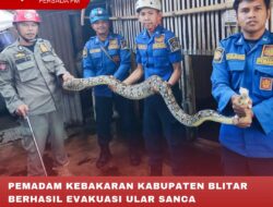 PEMADAM KEBAKARAN KABUPATEN BLITAR BERHASIL EVAKUASI ULAR SANCA BERUKURAN 3 METER YANG MASUK DIRUMAH WARGA