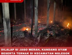 DILALAP SI JAGO MERAH, KANDANG AYAM BESERTA TERNAK DI KECAMATAN NGLEGOK LUDES TERBAKAR