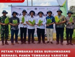 PETANI TEMBAKAU DESA SURUHWADANG BERHASIL PANEN TEMBAKAU VARIETAS UNGGUL, PT. DJARUM BERI APRESIASI