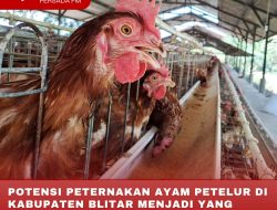 POTENSI PETERNAKAN AYAM PETELUR DI KABUPATEN BLITAR MENJADI YANG TERTINGGI DI INDONESIA