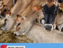 DISNAKKAN KABUPATEN BLITAR PERIKSA KONDISI TERNAK JELANG IDUL ADHA, STOK KETERSEDIAAN MASIH AMAN