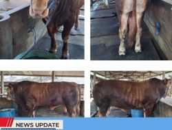 SAPI 970 KG ASAL GADUNGAN GANDUSARI TERPILIH JADI HEWAN QURBAN DARI PRESIDEN UNTUK KABUPATEN BLITAR