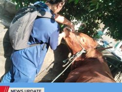 RATUSAN CACING HATI DITEMUKAN, PETUGAS PEMANTAU HEWAN KURBAN KABUPATEN BLITAR GENCARKAN EDUKASI