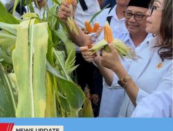 EKS LAHAN KONFLIK DIUBAH JADI KEBUN JAGUNG, WARGA DESA SOSO PETIK HASIL REFORMA AGRARIA