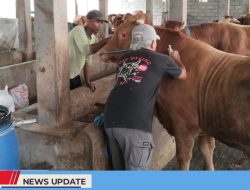 VAKSINASI PMK DI KABUPATEN BLITAR CAPAI 62 PERSEN, DISNAKKAN IMBAU PETERNAK SEGERA LAKUKAN VAKSINASI