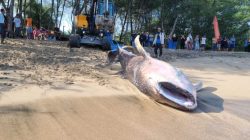 HEBOH! SEEKOR HIU TUTUL SEPANJANG 5 METER TERDAMPAR DI PERAIRAN PANTAI PANGI