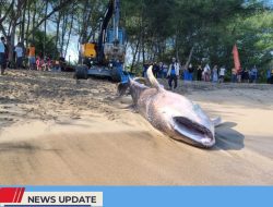 HEBOH! SEEKOR HIU TUTUL SEPANJANG 5 METER TERDAMPAR DI PERAIRAN PANTAI PANGI