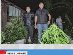 KADES KRISIK: TAK MENYANGKA WARGA YANG SEHARI HARINYA KERJA DI BENGKEL TANAM 820 BATANG GANJA