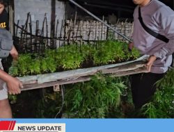 TANAM GANJA DI RUMAHNYA, PRIA ASAL KECAMATAN GANDUSARI MENGAKU UNTUK PAKAN TERNAK KAMBING