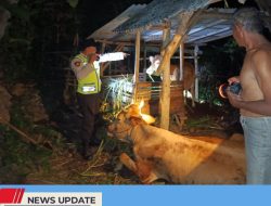 DIDUGA HENDAK DICURI, EMPAT SAPI MILIK WARGA DESA TAMBAKREJO GAGAL DIBAWA MALING DAN DITINGGALKAN