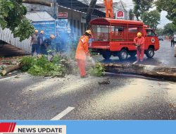 HUJAN DISERTAI ANGIN SEBABKAN SEJUMLAH POHON TUMBANG HINGGA GANGGU LALU LINTAS DI KOTA BLITAR