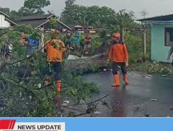 POHON TUMBANG DI KECAMATAN TALUN SEBABKAN JALUR UTAMA BLITAR-MALANG SEMPAT TERTUTUP TOTAL