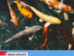 PRODUKSI IKAN HIAS DI KABUPATEN BLITAR BERPOTENSI TERJADI PERTUMBUHAN DIBANDING TAHUN SEBELUMNYA